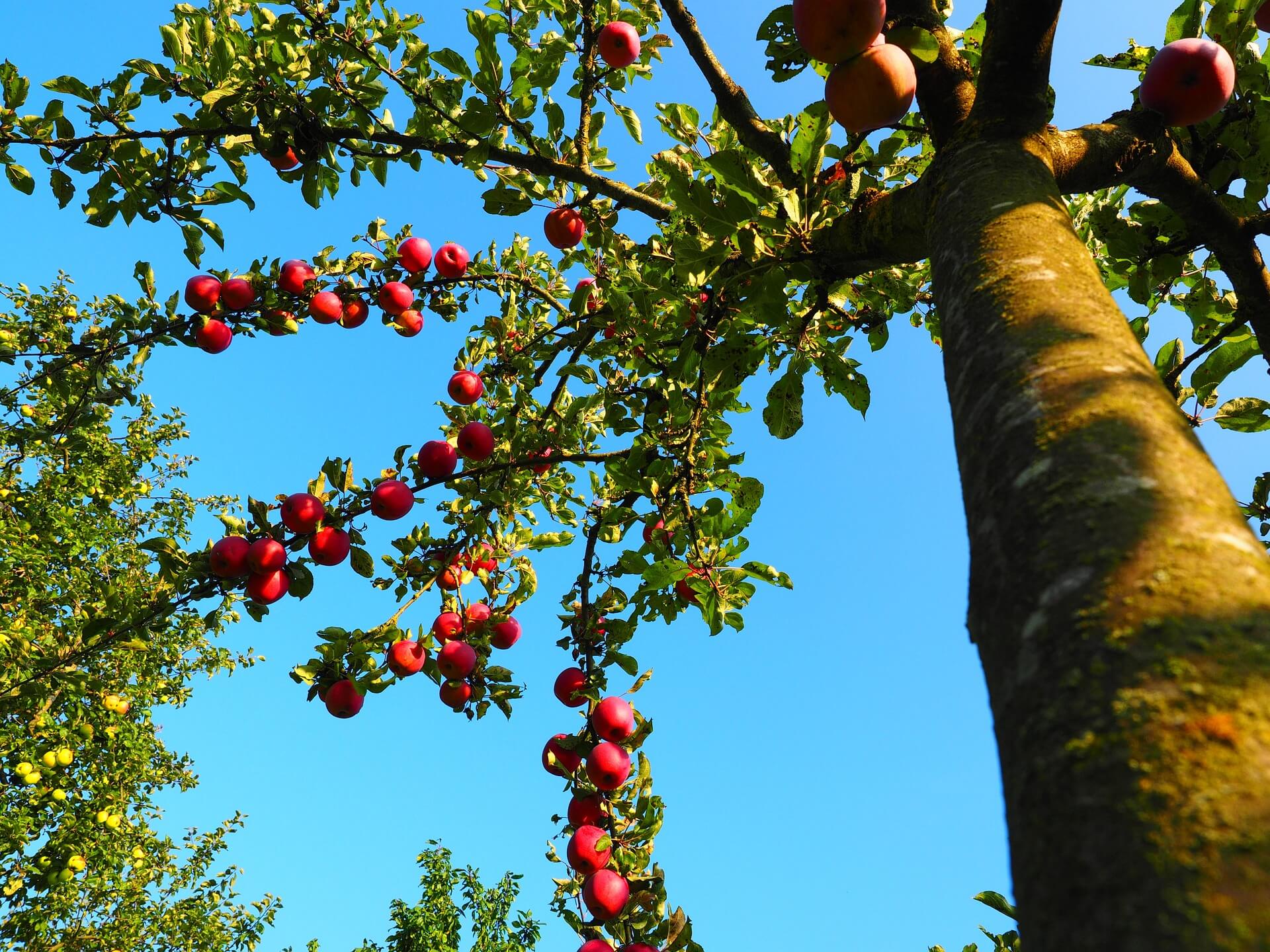 I'd Rather be in an Apple Tree - Aeterna Latina